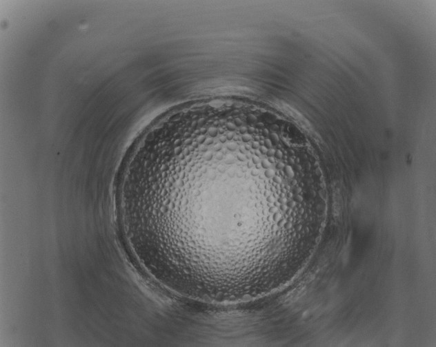 X0000073931031200608181109