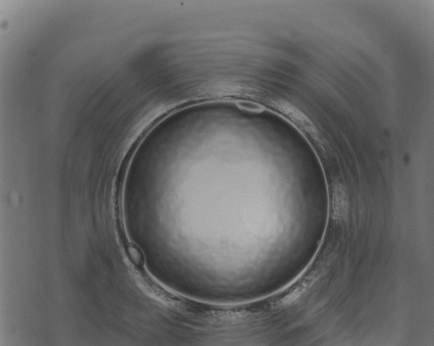 X0000073931039200608181109