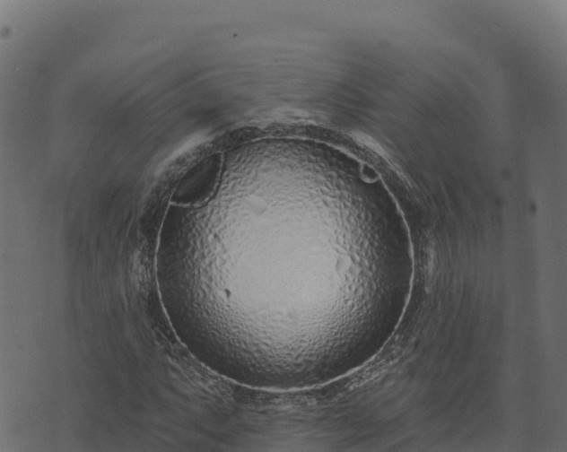 X0000073931063200608181108