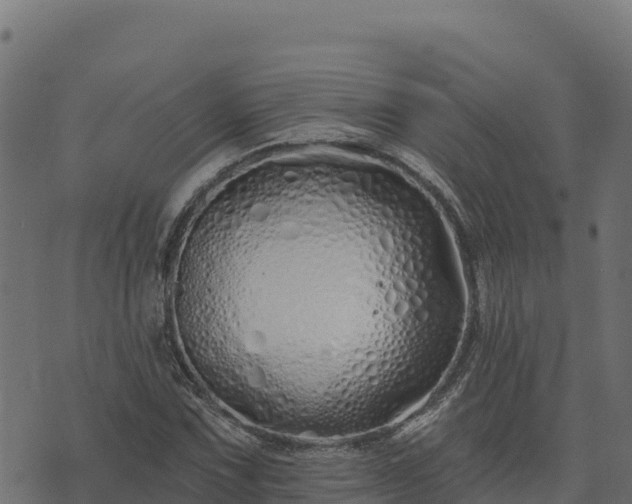 X0000073931067200608181108