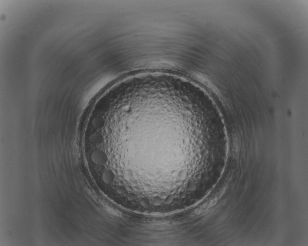 X0000073931071200608181108