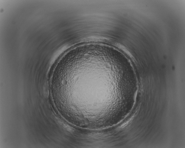 X0000073931075200608181108