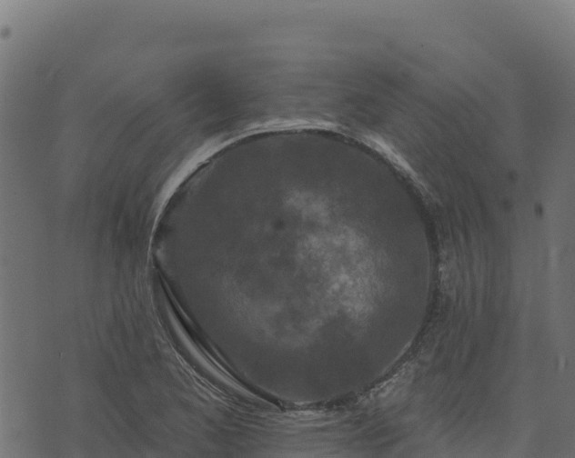 X0000073931173200608181107