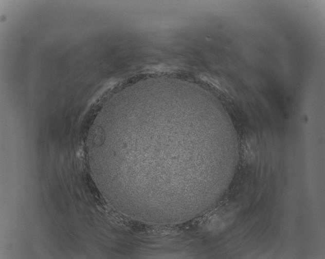 X0000073931254200608181105