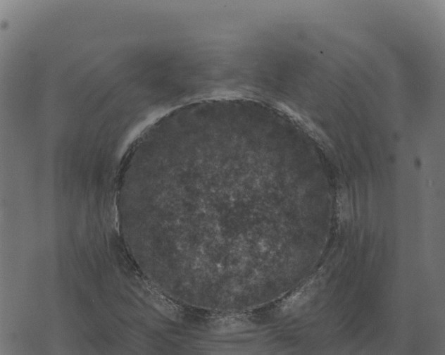 X0000073931262200608181105