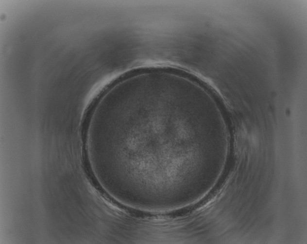 X0000073931319200608181104