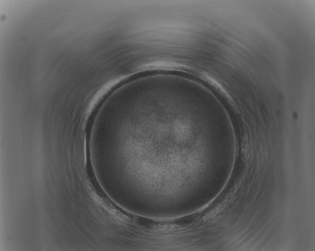 X0000073931323200608181104