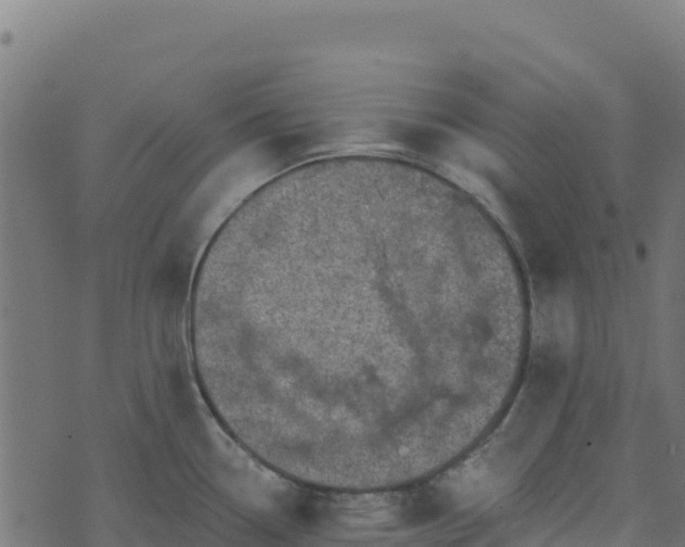 X0000073931338200608181104