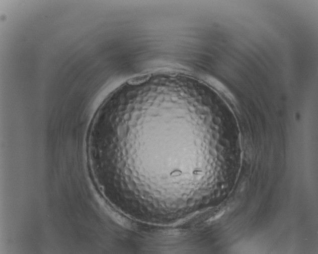 X0000073931431200608181103