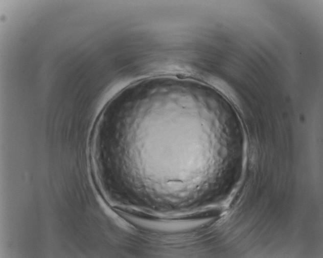 X0000073931439200608181103