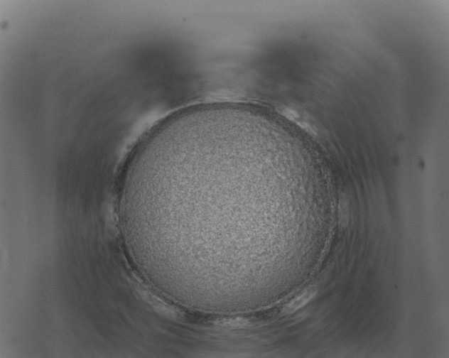 X0000073931454200608181102