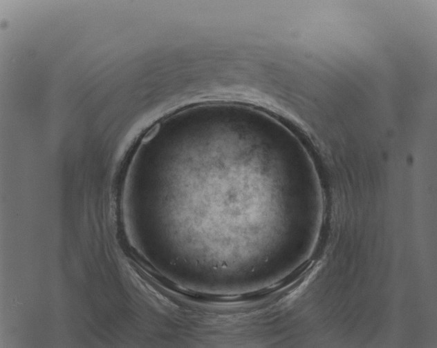 X0000073931506200608181101