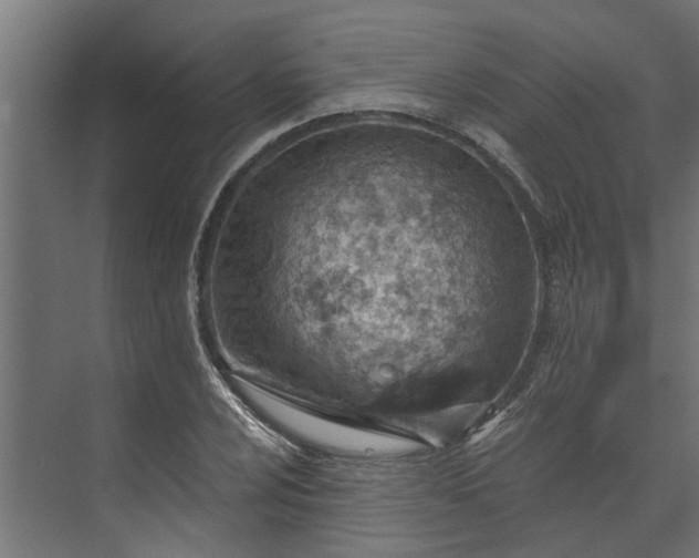 X0000073931024200608251610