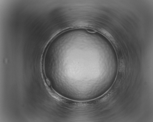 X0000073931039200608251610