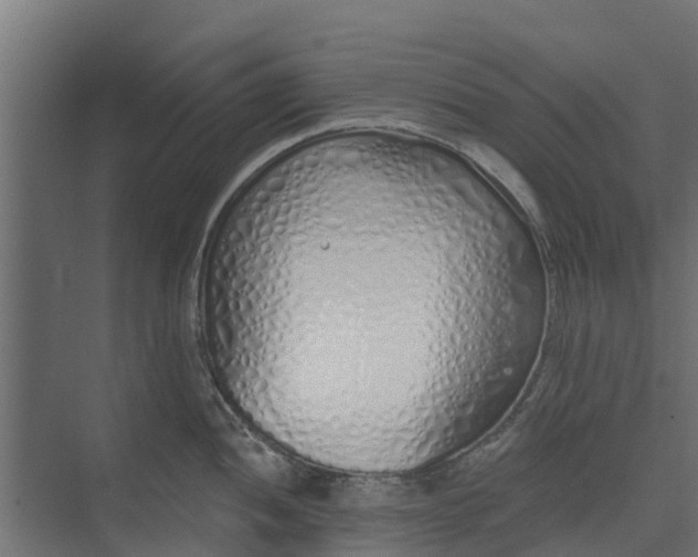 X0000073931052200608251610