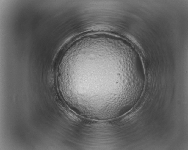 X0000073931067200608251609