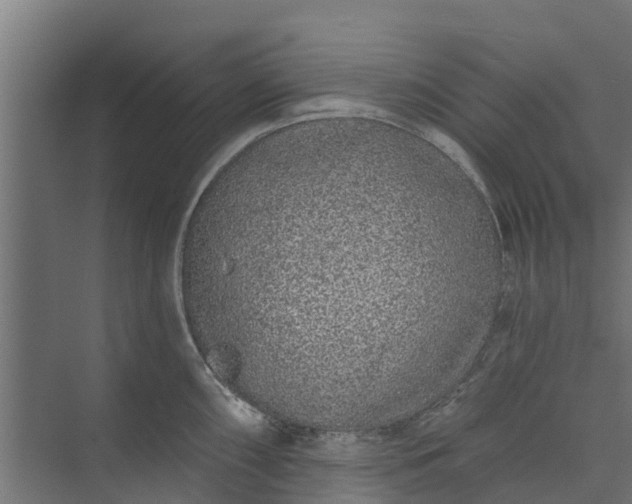 X0000073931098200608251609