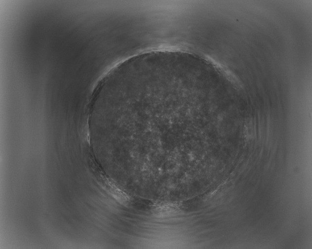 X0000073931262200608251606