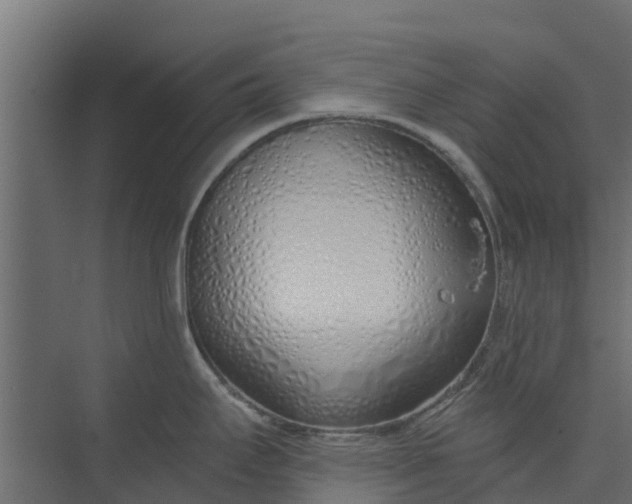 X0000073931295200608251605