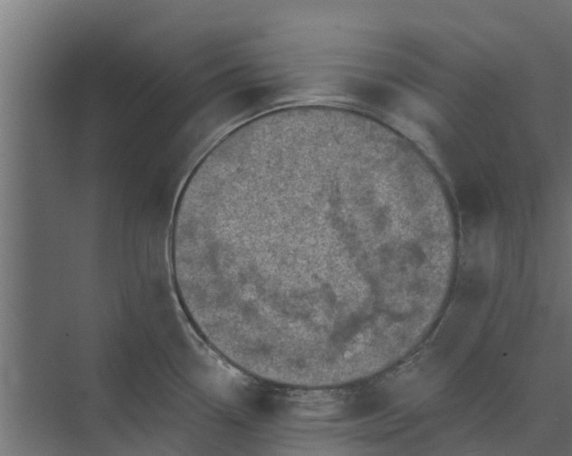 X0000073931338200608251605