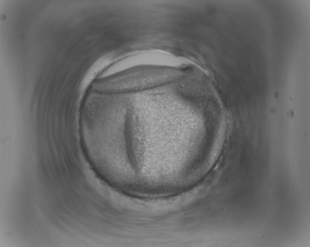 X0000073930006200609011846