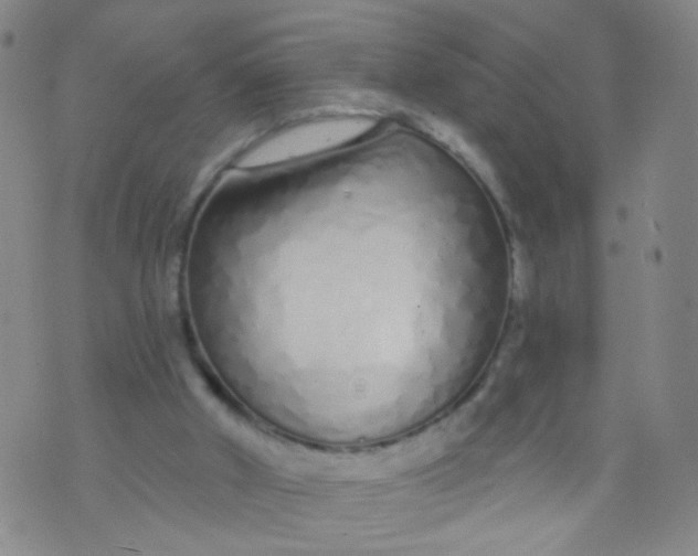 X0000073930010200609011846