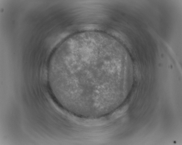 X0000073930016200609011846