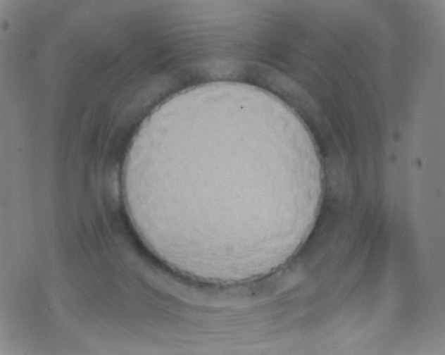 X0000073930028200609011845