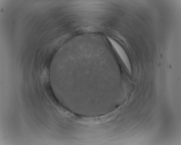 X0000073930029200609011845