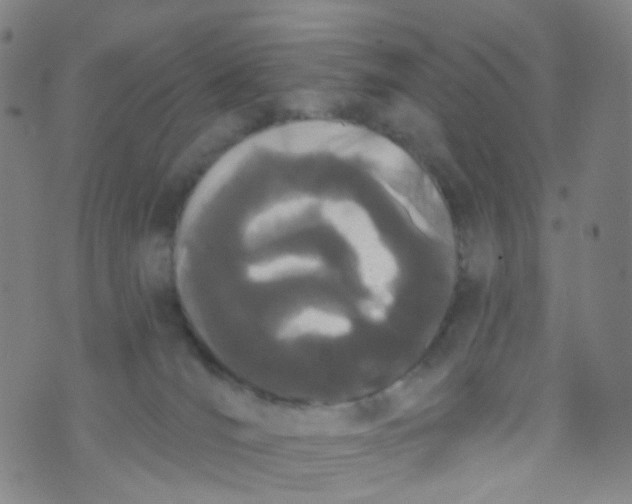 X0000073930036200609011845