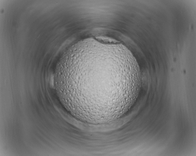 X0000073930046200609011845