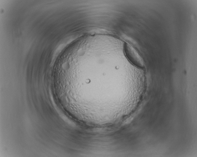 X0000073930049200609011844