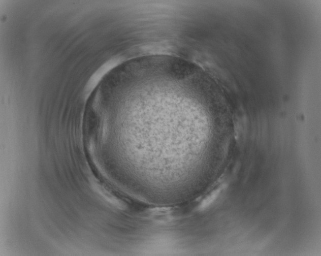 X0000073930052200609011844