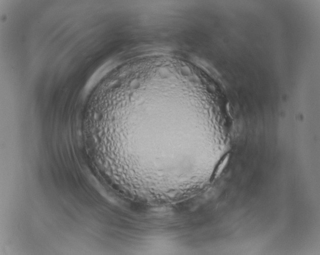 X0000073930053200609011844