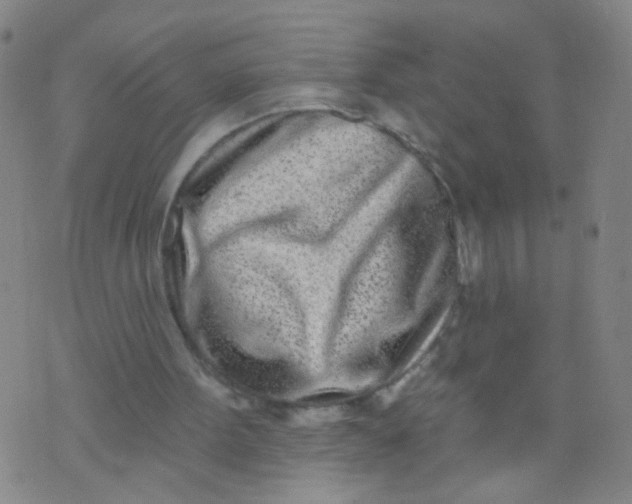 X0000073930099200609011844