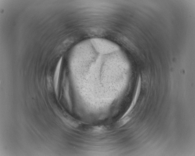 X0000073930130200609011844