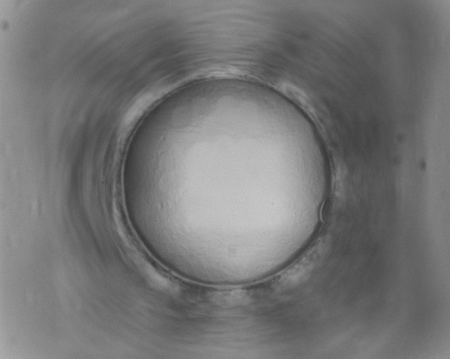 X0000073930145200609011843