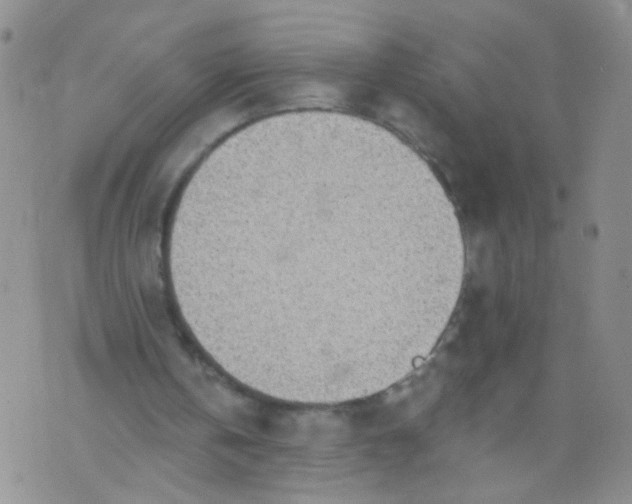 X0000073930146200609011843