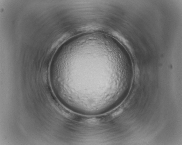 X0000073930153200609011843