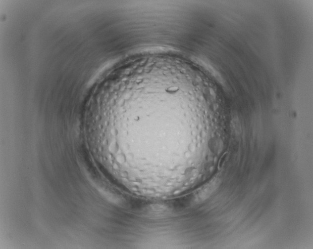 X0000073930159200609011843