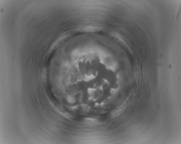 X0000073930167200609011843