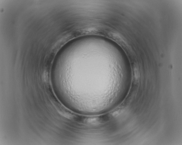 X0000073930173200609011843