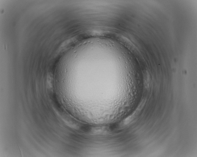 X0000073930175200609011843