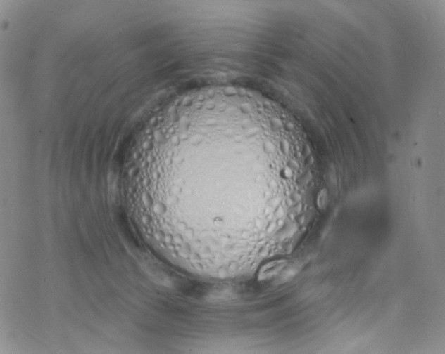 X0000073930177200609011843