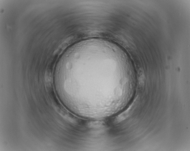 X0000073930179200609011843