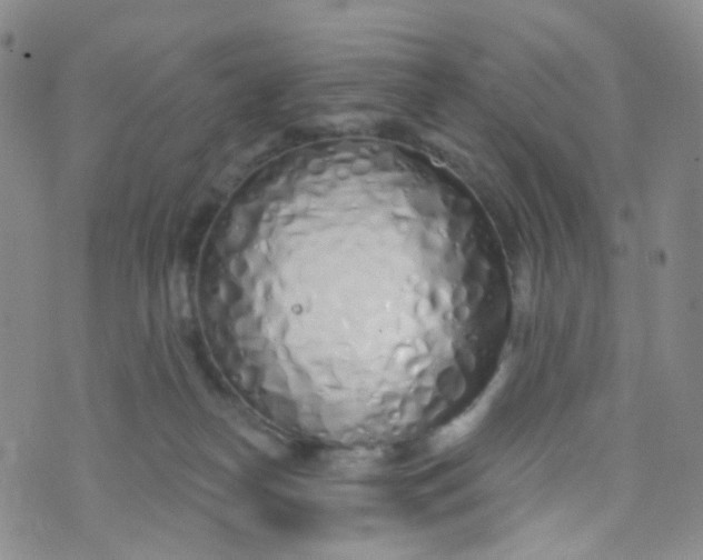 X0000073930182200609011843