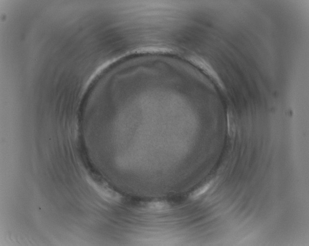 X0000073930204200609011843