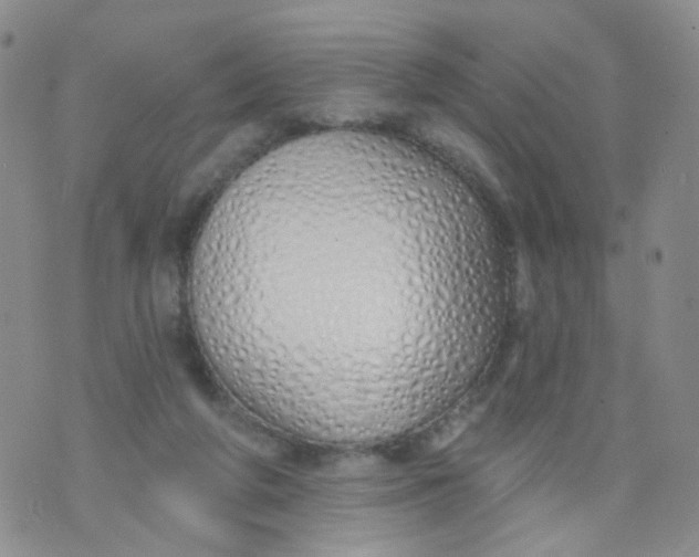 X0000073930210200609011843