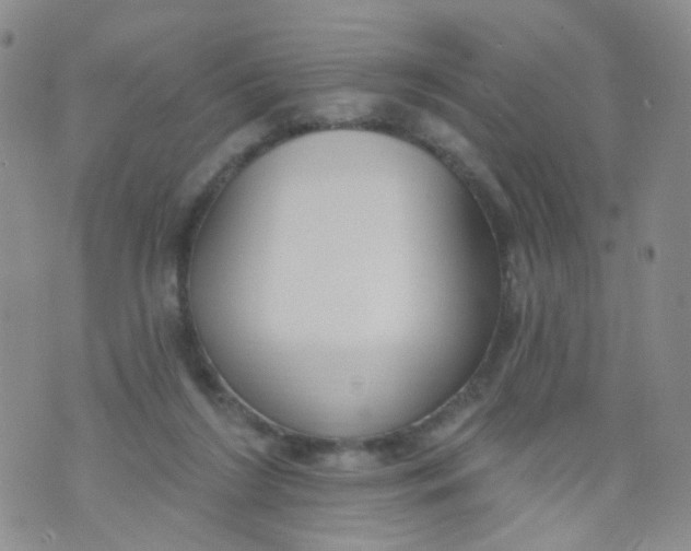 X0000073930212200609011842