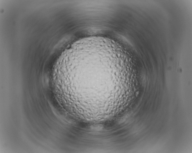 X0000073930214200609011842